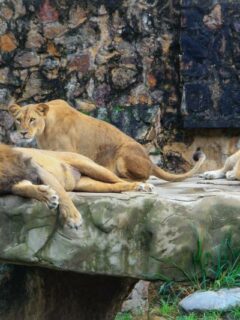 Lions at the Columbus Zoo and Aquarium