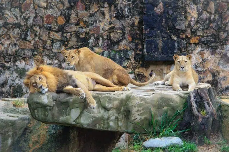 Lions at the Columbus Zoo and Aquarium