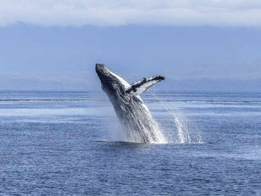 humpback whale endangered