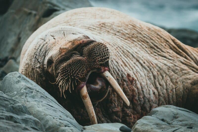 walrus endangered animals