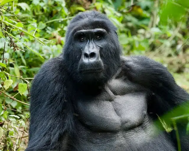 endangered mountain gorilla