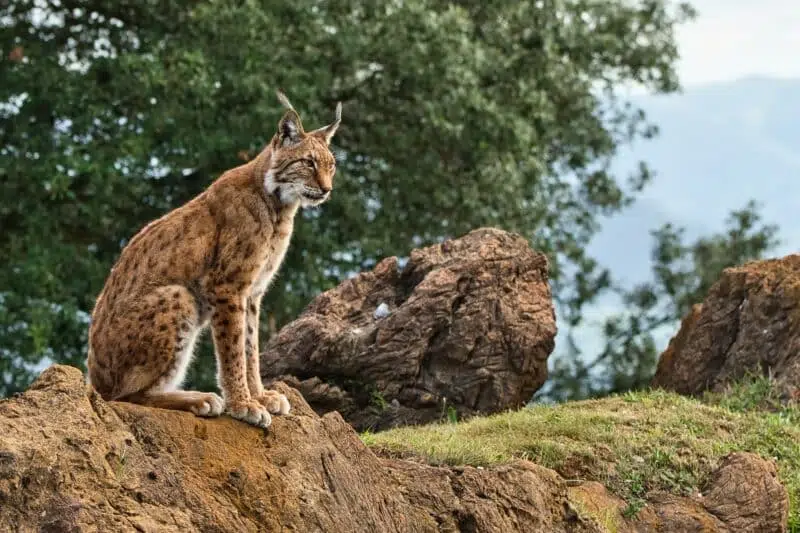 Iberian lynx endangered animals