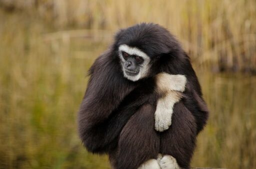 Gibbon endangered primate
