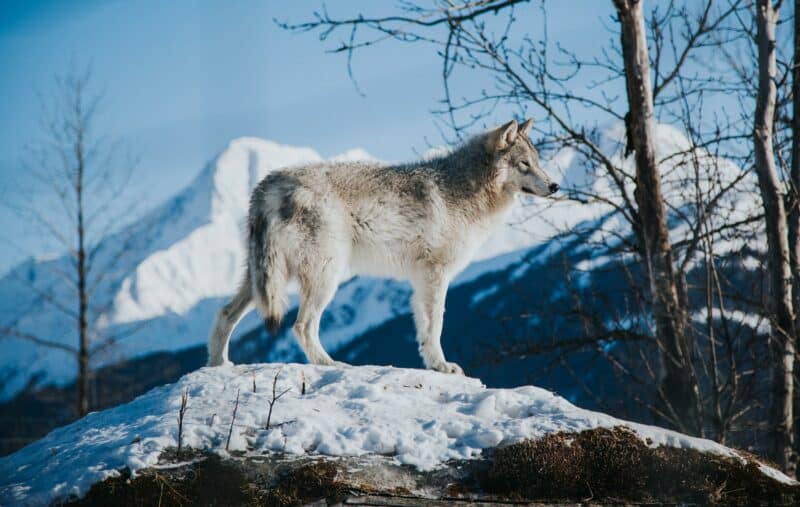 arctic wolf endangered animals