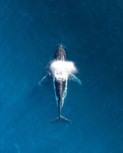 11 Most Endangered Whales