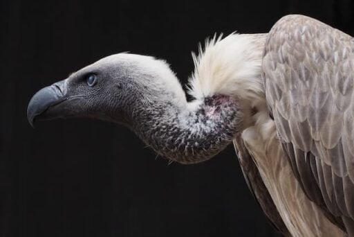 vulture endangered bird