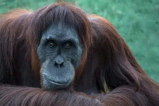 orangutan endangered mammal