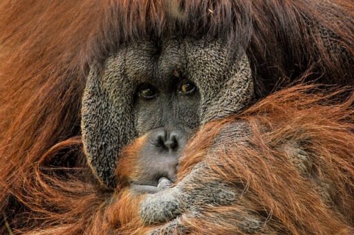 endangered orangutan