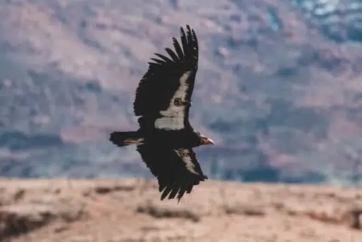California Condor endangered bird
