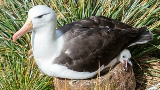 albatross endangered birds