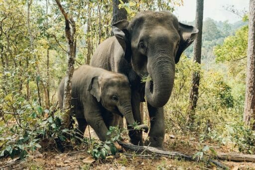 endangered asian elephant