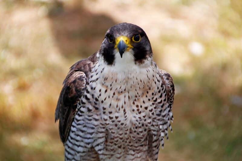 peregrine falcon endangered animals