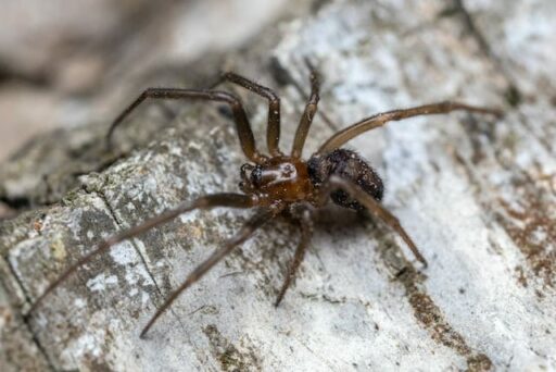 endangered cave spider