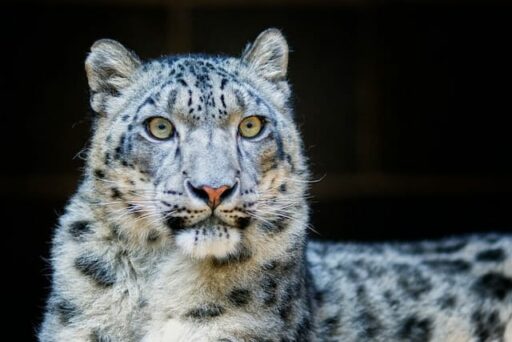 snow leopard endangered mammal