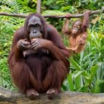 21 Most Endangered Primates