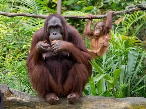 orangutan endangered primate