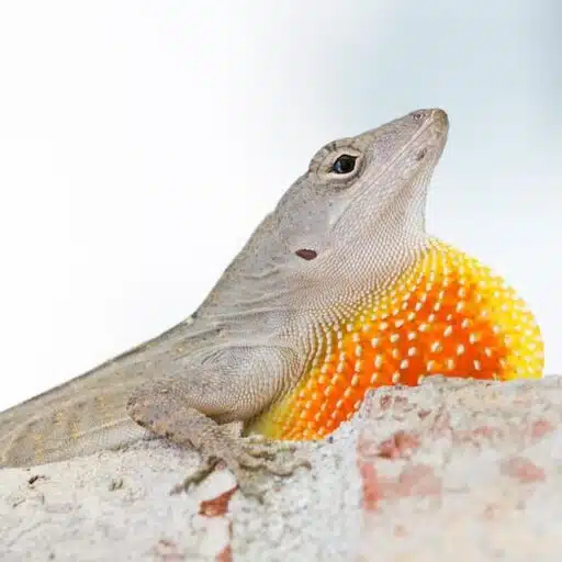 Giant anole endangered reptile