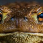 19 Most Endangered Amphibians