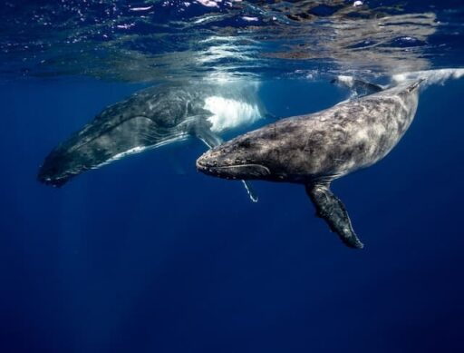 whale endangered animals