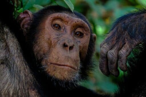 Chimpanzee endangered animal