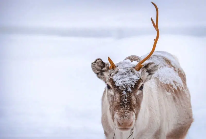 arctic reindeer endangered animals 