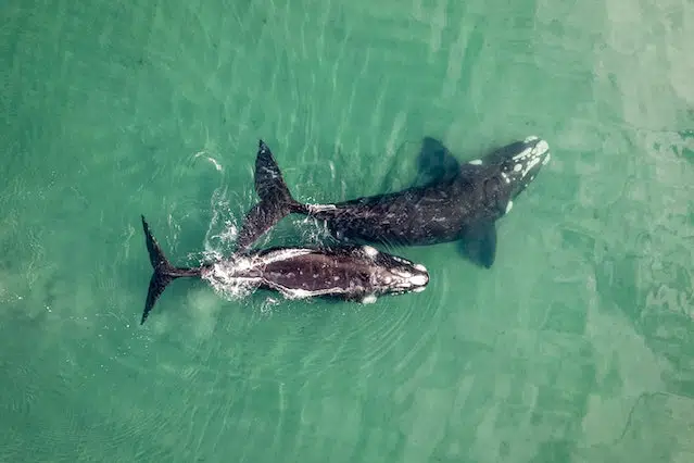 North Atlantic right whale endangered