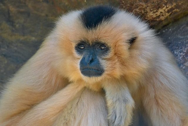 gibbon endangered primate