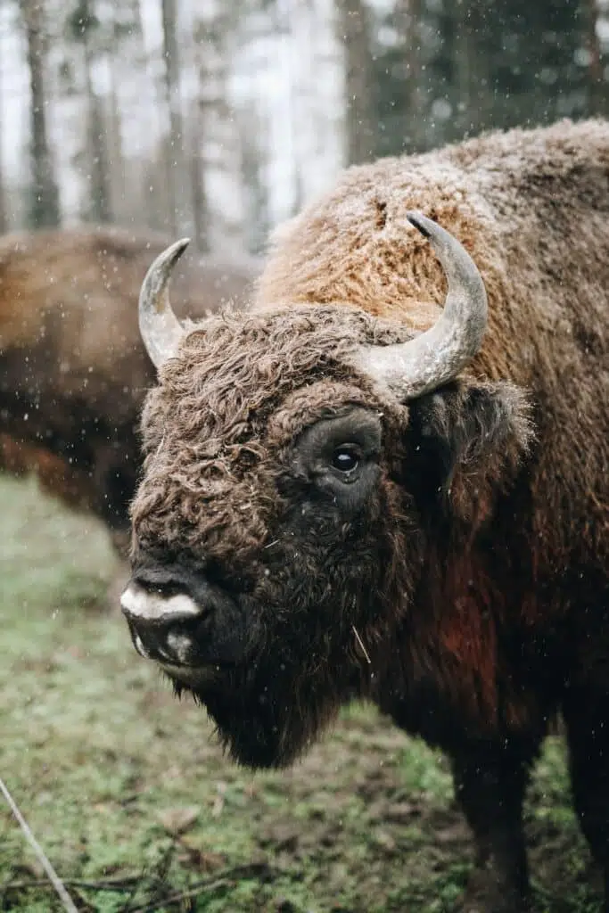 wood bison endangered animals