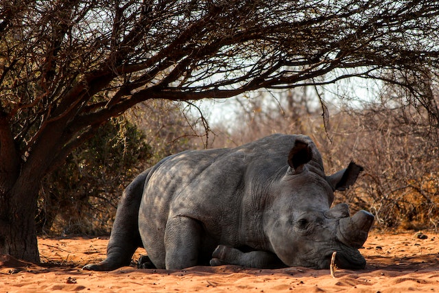 rhino endangered animal