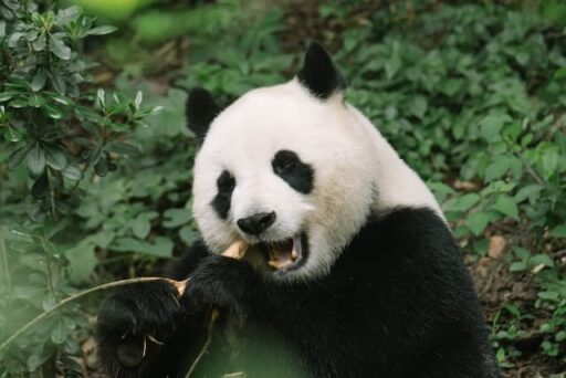 panda endangered mammal