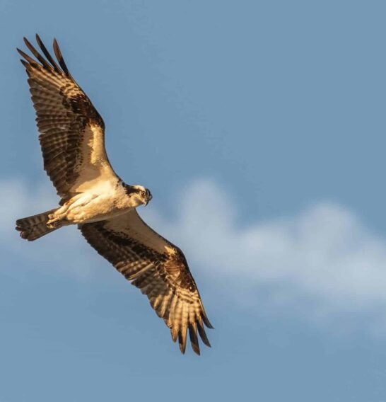 Surprising Showdown: Pigeon Outflies Peregrine Falcon