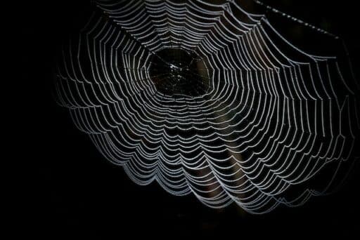 spider web 