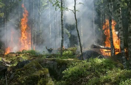 forest fire habitat loss