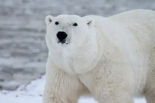 polar bear endangered animals