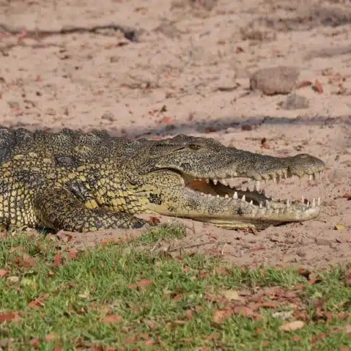 cuban crocodile endangered reptile