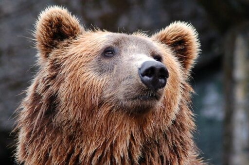 brown bear endangered