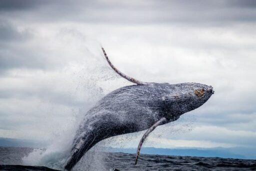 North Atlantic whale endangered mammal