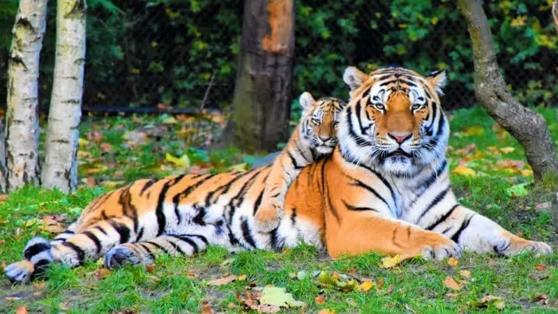 tiger endangered animals 