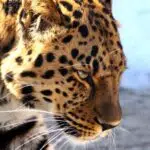 14 Most Endangered Big Cats In The World