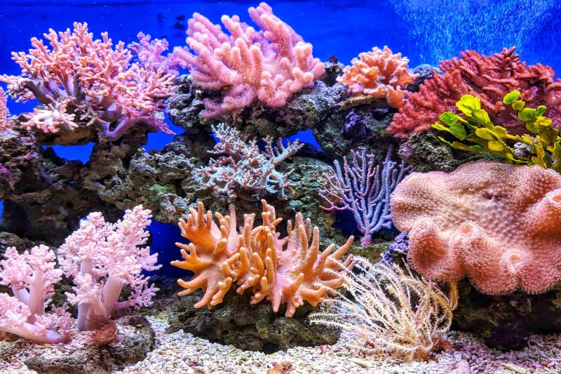 coral reef at columbus zoo and aquarium