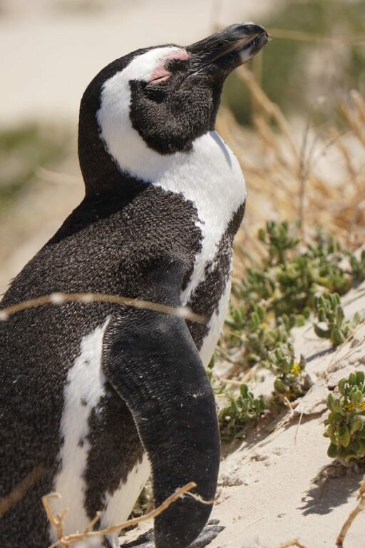 endangered African penguin