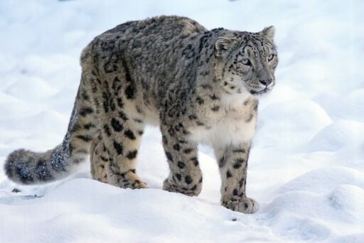 endangered snow leopard