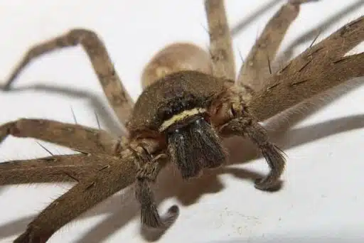 endangered forest spider
