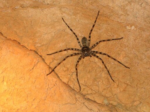 endangered huntsman spider