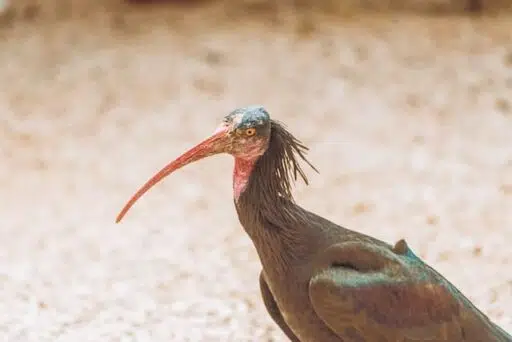 bald ibis endangered bird