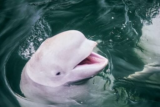 beluga whale endangered