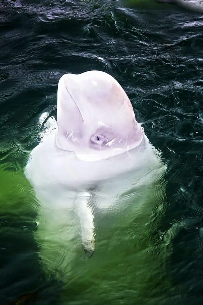 beluga whale endangered animals 