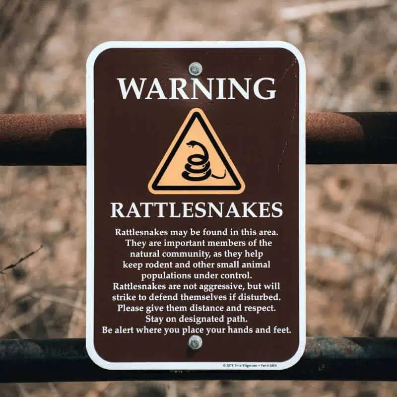 rattlesnakes notice board