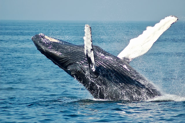 blue whale endangered