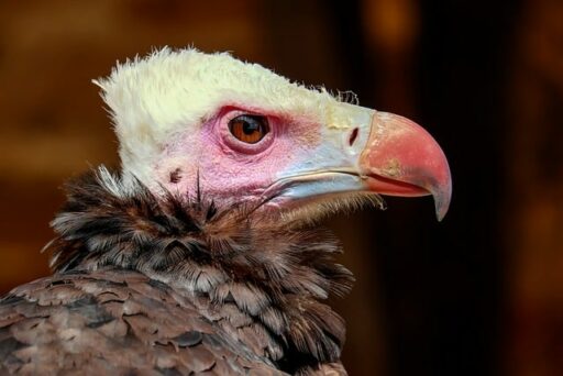 vulture endangered animal 
